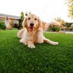 Artificial Turf For Pets Contractor, Fake Grass For Dogs Spring Valley NV