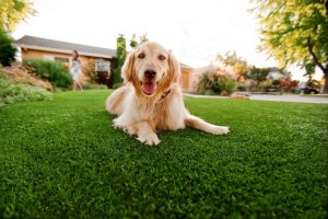 Artificial Turf For Pets Contractor, Fake Grass For Dogs Spring Valley NV