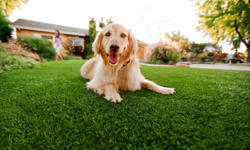 Artificial Turf For Pets Contractor, Fake Grass For Dogs Spring Valley NV