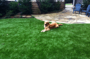 Artificial Grass Is Better Than Natural Grass For Pets Spring Valley Nv